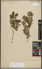 Foto von Salix starkeana Willd.